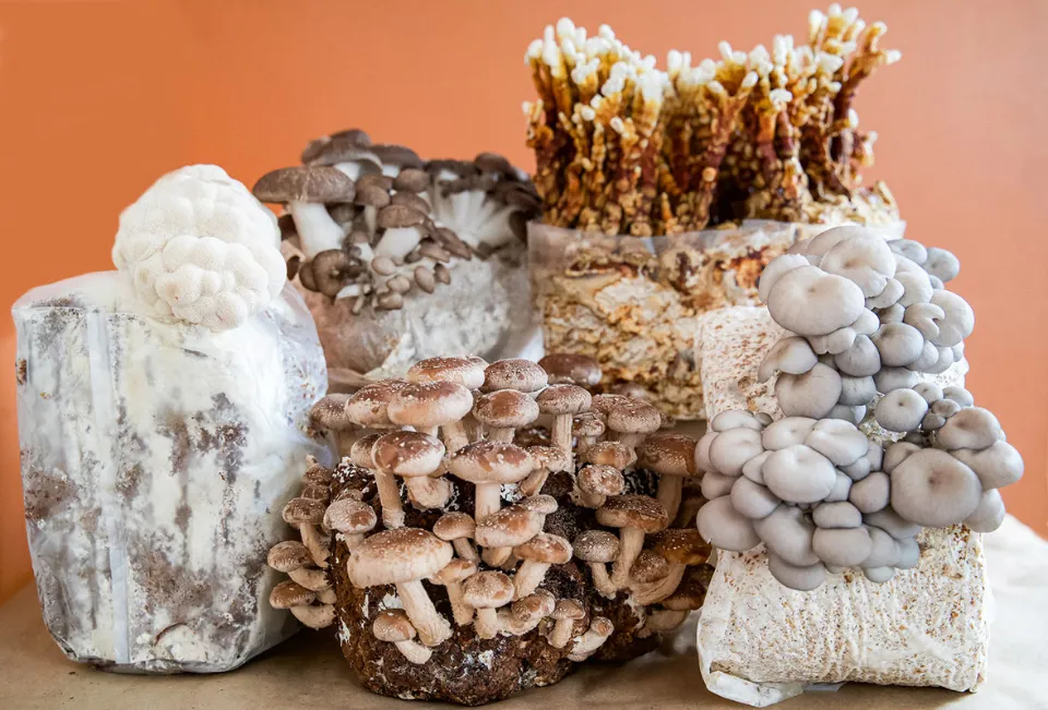 Mushroom Kits: All You Want to Know